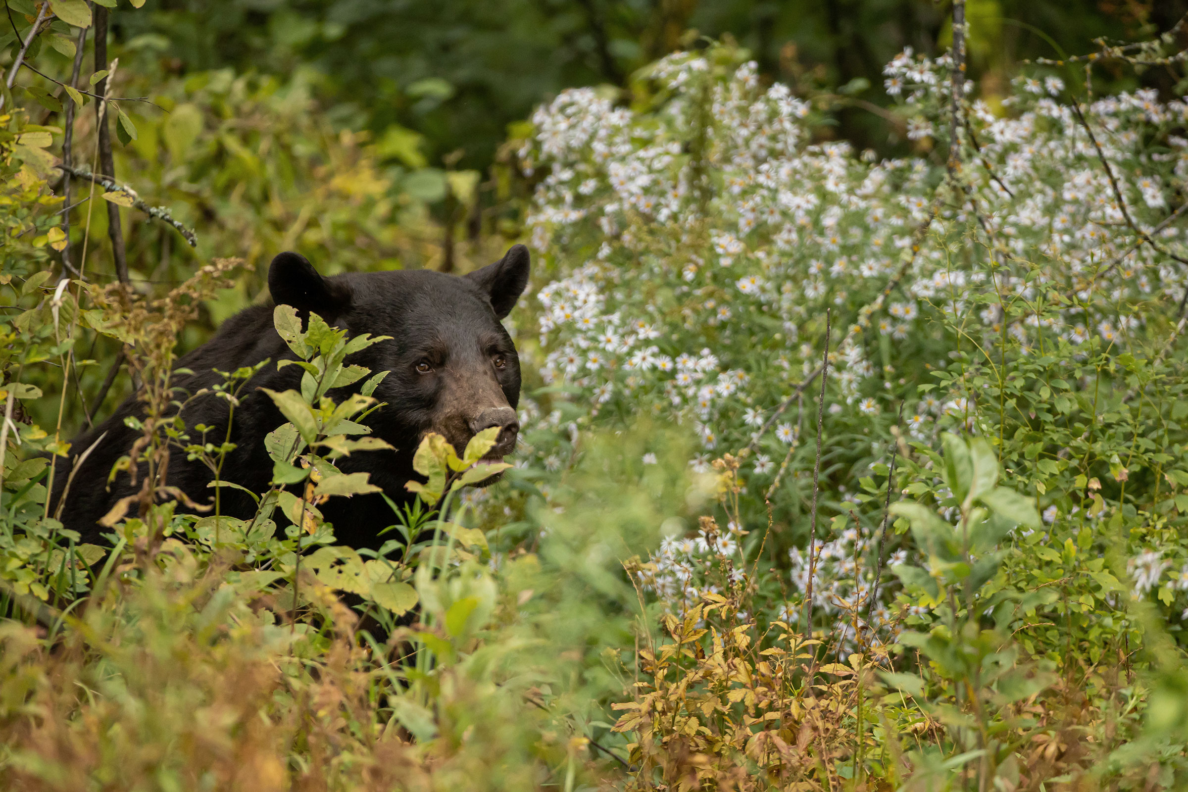 Black Bear