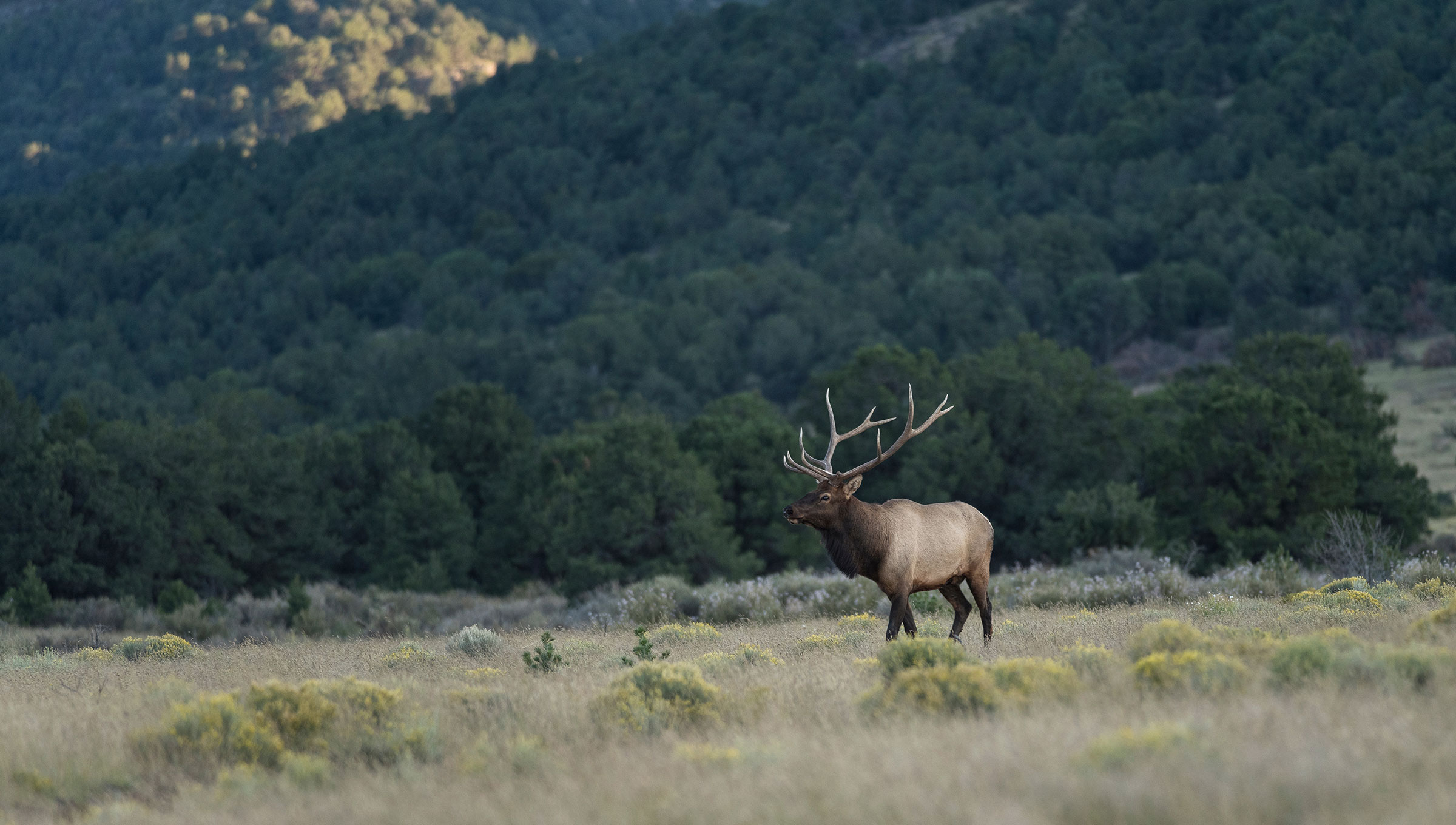 Elk Hunting