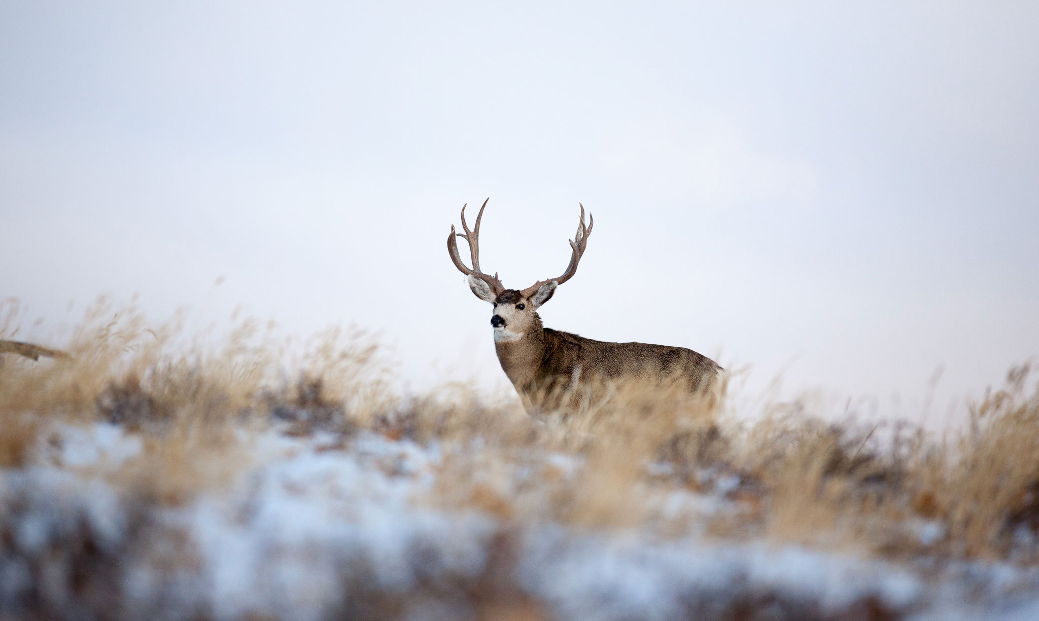 Mule Deer