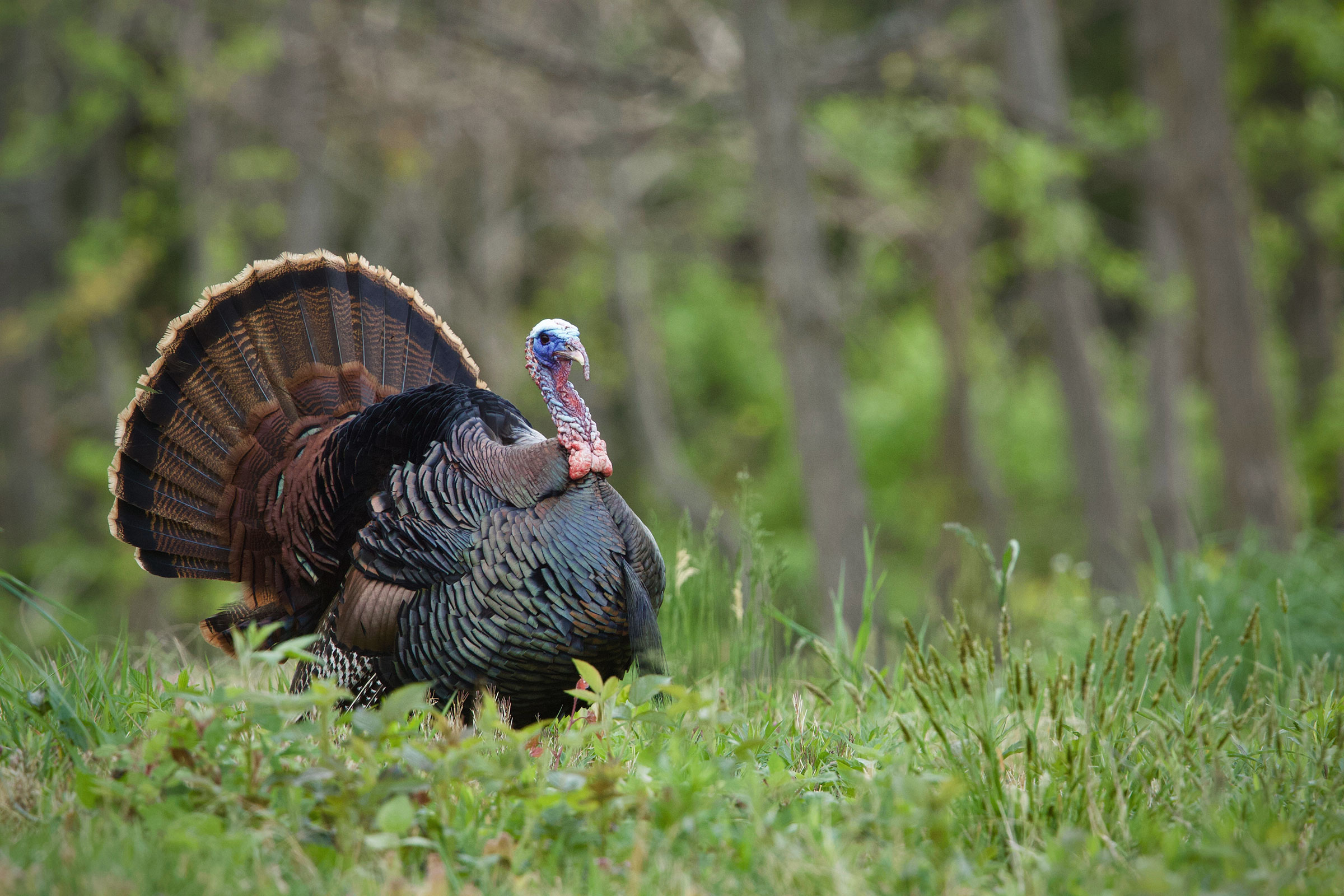 Turkey Hunting