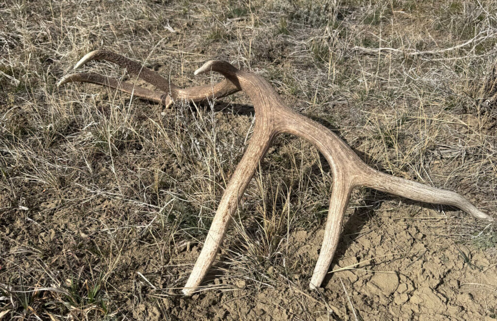 Elk Sheds Showing Up Across LP Ranch This Spring